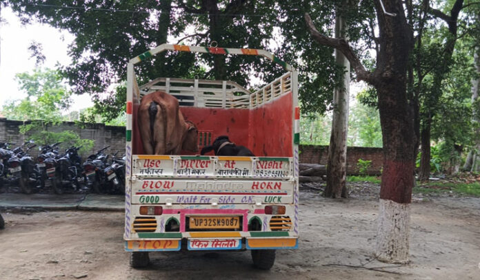 Villagers caught a pickup - गोकशी के लिए ले जाए जा रहे गोवंश लदी पिकअप को ग्रामीणों ने पकड़ा, मुकदमा दर्ज।